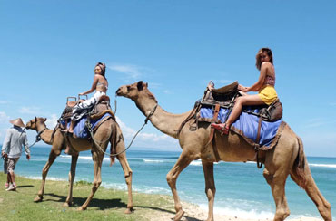 Bali Camel Safari