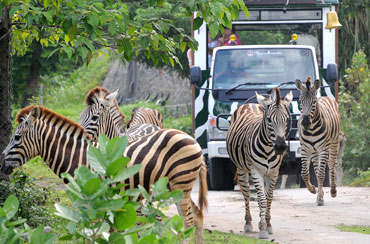 Bali Safari and Marine Park