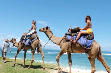 Bali Camel Safari