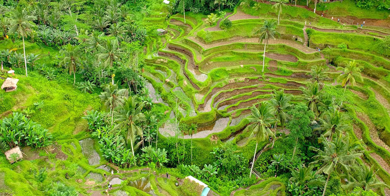 Tegalalang Rice Terrace