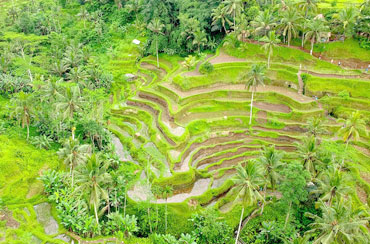 Tegalalang Rice Terrace