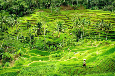 Tegalalang Rice Terrace