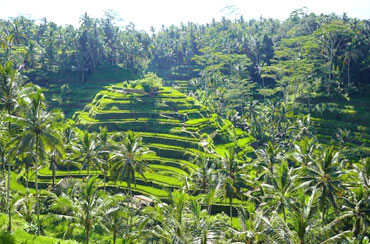 Tegalalang Rice Terrace