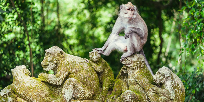 Ubud Monkey Forest