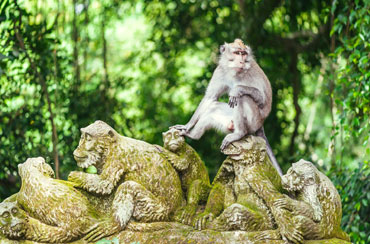 Ubud Monkey Forest