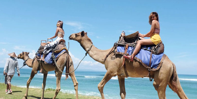 Bali Camel Safaris